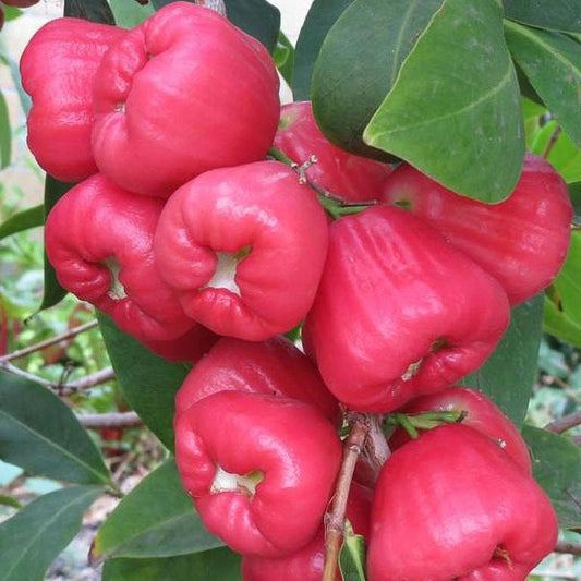 Wax Jambu (red) NO ca,tx,la,az,ak,hi