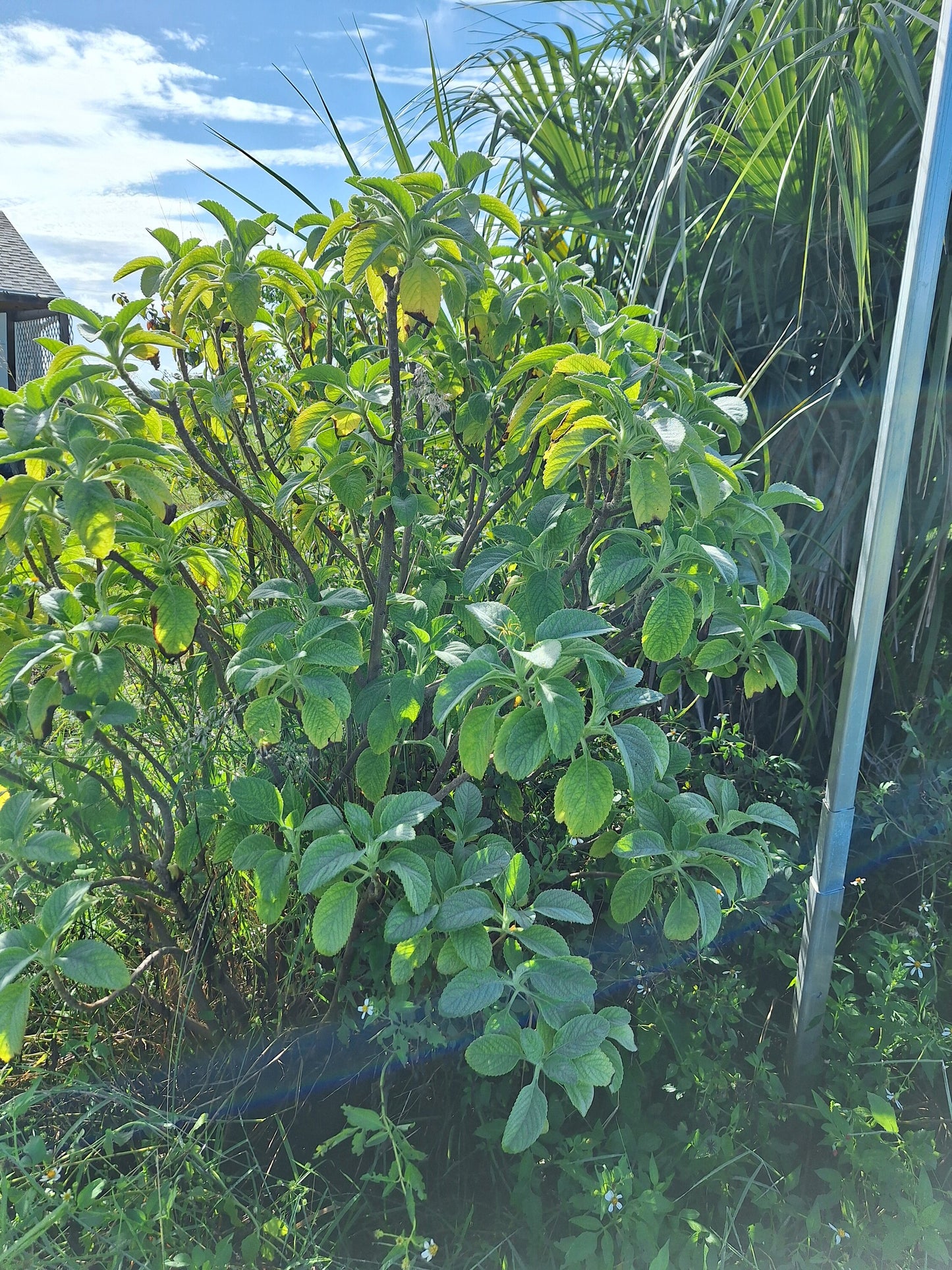 Toilet paper plant / Blue spur 3x rooted plants NO ca,tx,la,az,ak,hi