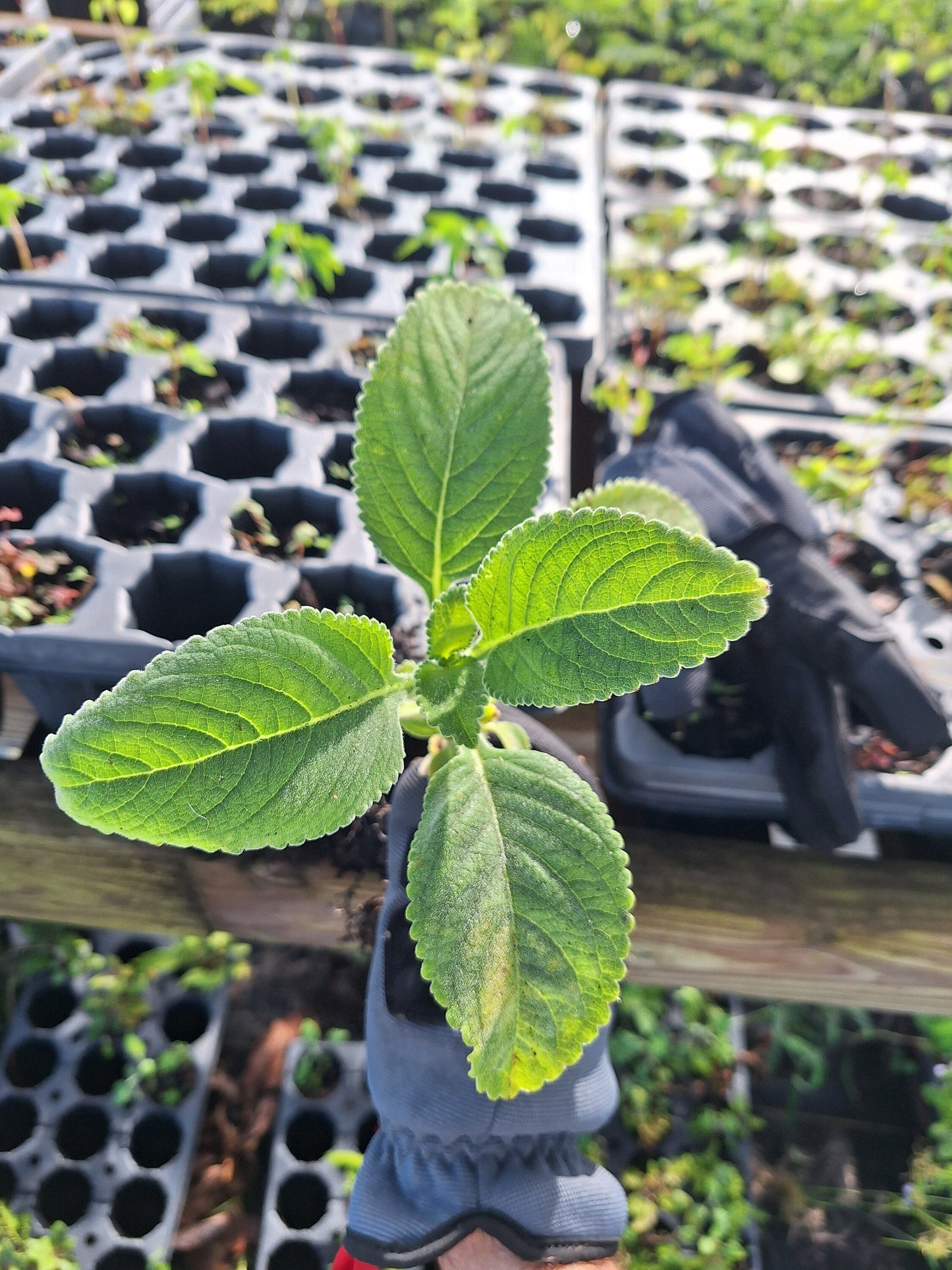 Toilet paper plant / Blue spur 3x rooted plants NO ca,tx,la,az,ak,hi