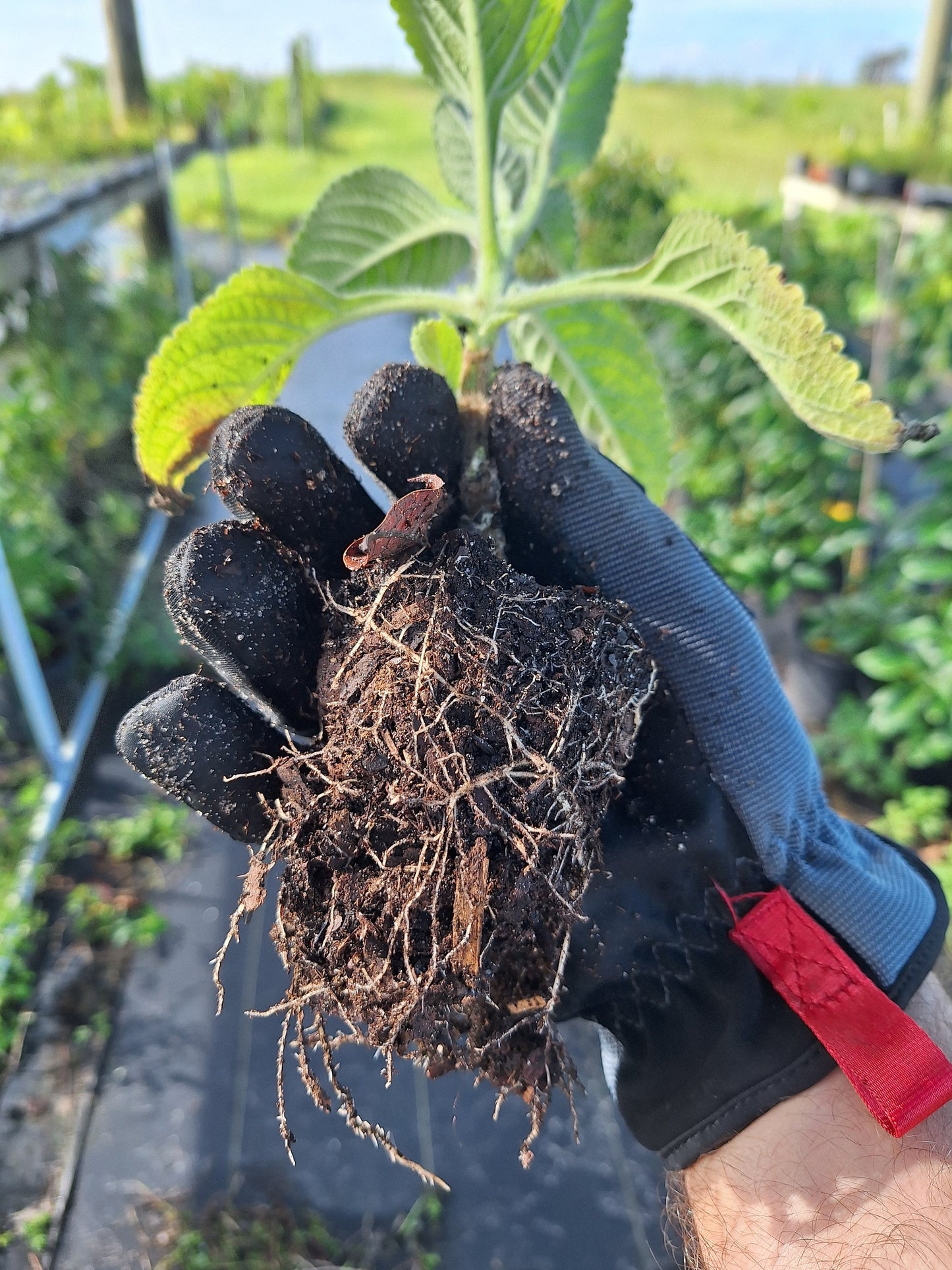 Toilet paper plant / Blue spur 3x rooted plants NO ca,tx,la,az,ak,hi