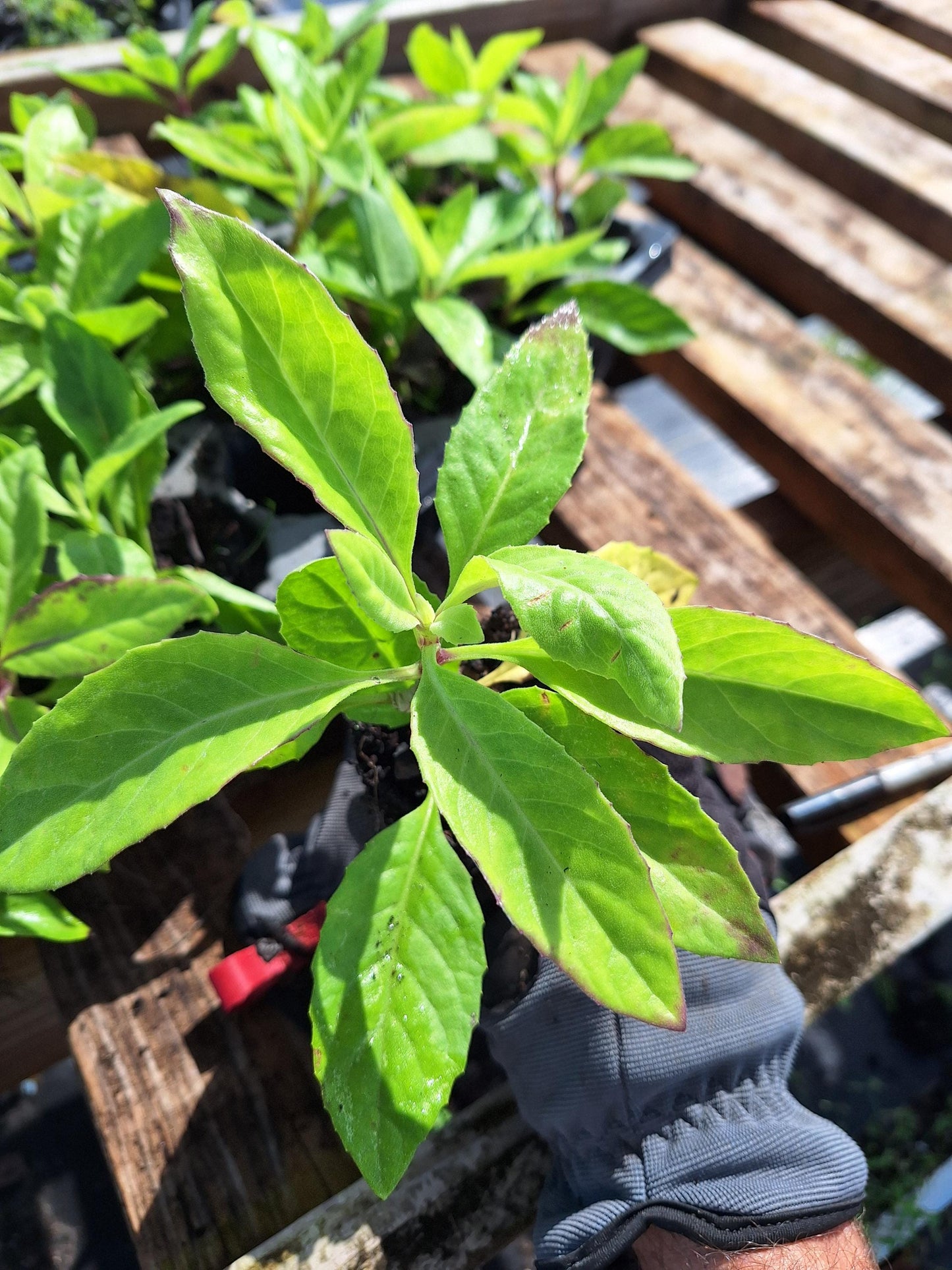 Longevity Spinach 5x plants (Gynura procumbens) NO ca,tx,la,az,ak,hi