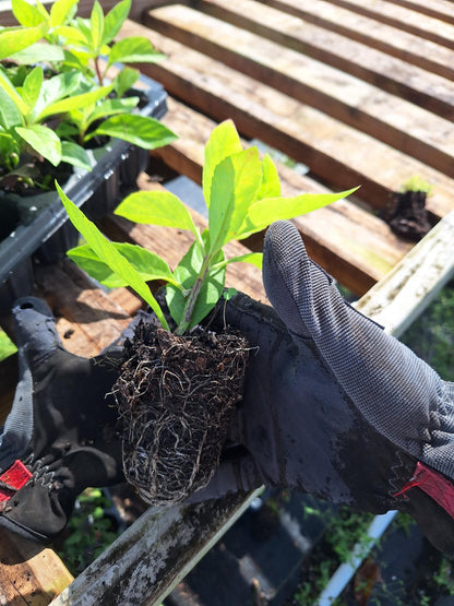 Longevity Spinach 5x plants (Gynura procumbens) NO ca,tx,la,az,ak,hi