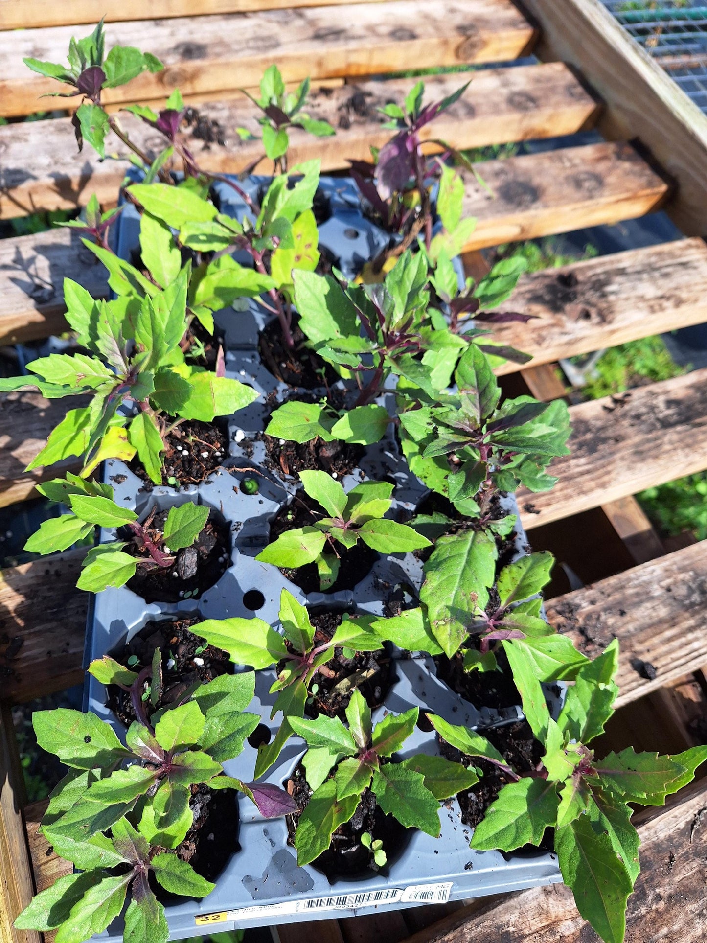 Okinawa Spinach 5 plants, NO ca,tx,la,az,ak,hi