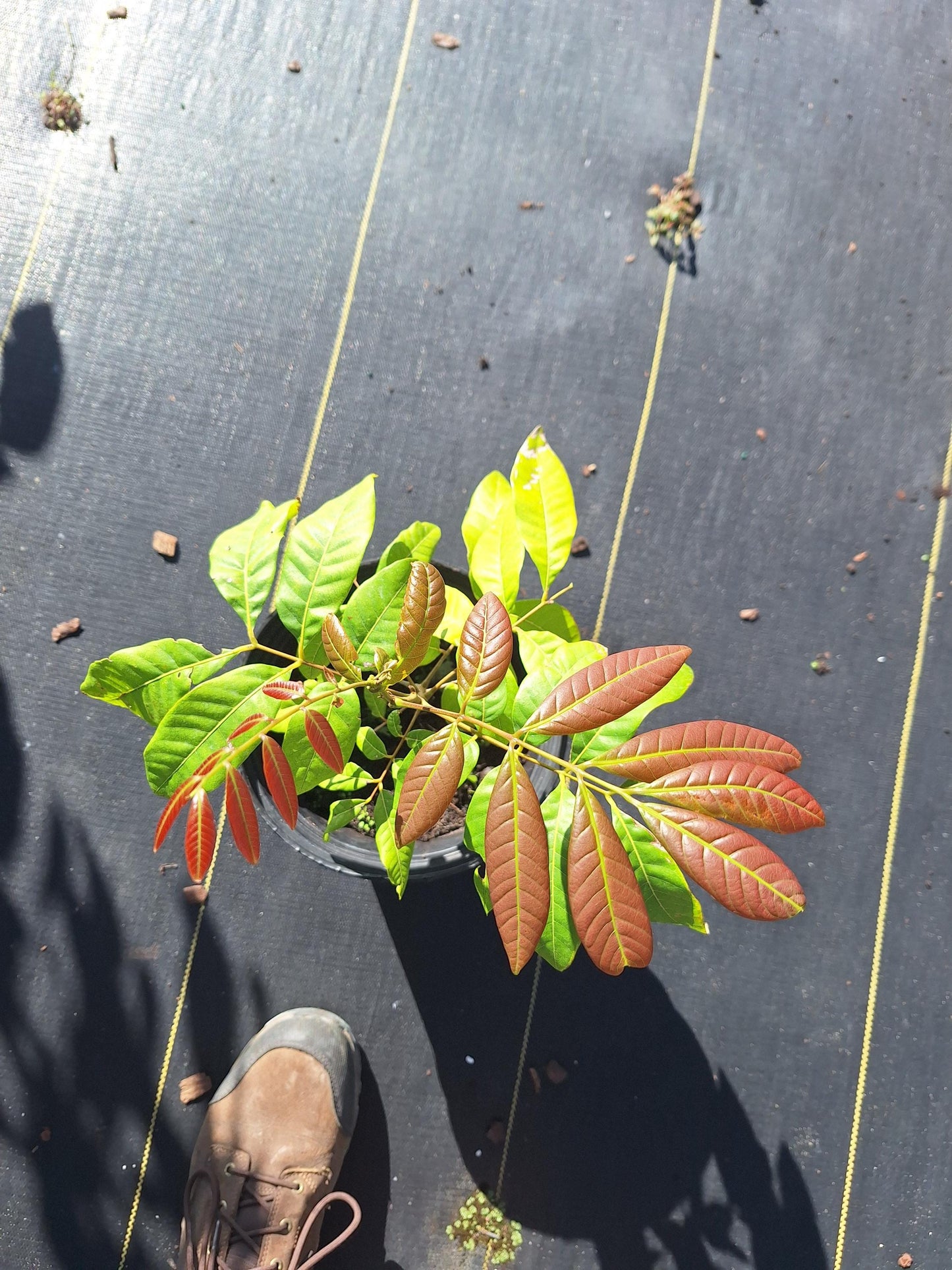 Longan Fruit Tree (Seedling) NO ca,tx,la,az,ak,hi