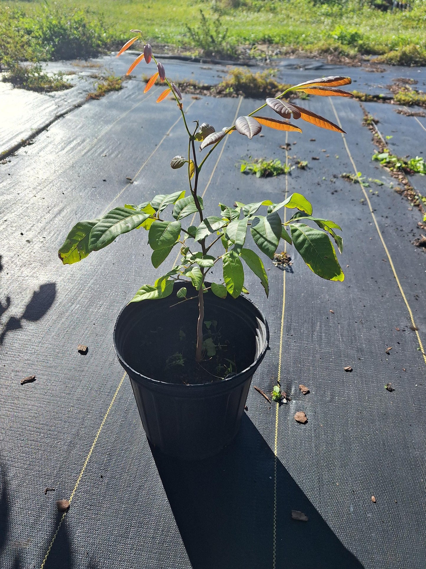 Longan Fruit Tree (Seedling) NO ca,tx,la,az,ak,hi