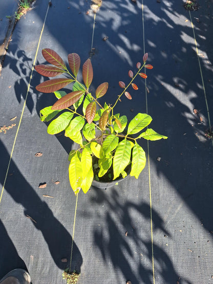 Longan Fruit Tree (Seedling) NO ca,tx,la,az,ak,hi