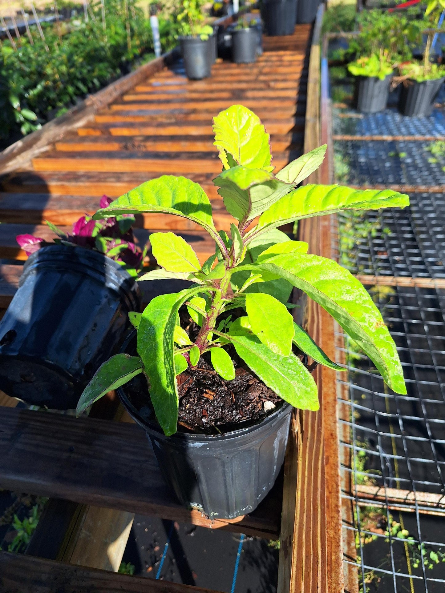 Longevity Spinach  (Gynura procumbens) NO ca,tx,la,az,ak,hi