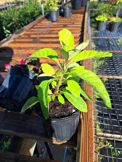 Longevity Spinach  (Gynura procumbens) NO ca,tx,la,az,ak,hi