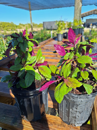 Okinawa Spinach NO ca,tx,la,az,ak,hi