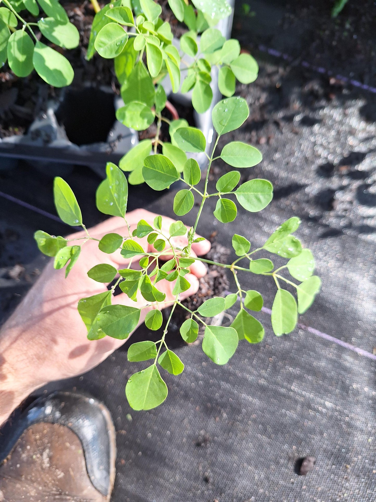 Moringa Tree Seedlings 3x plants NO ca,tx,la,az,ak,hi