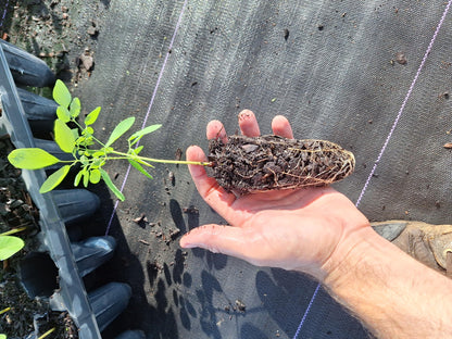 Moringa Tree Seedlings 3x plants NO ca,tx,la,az,ak,hi