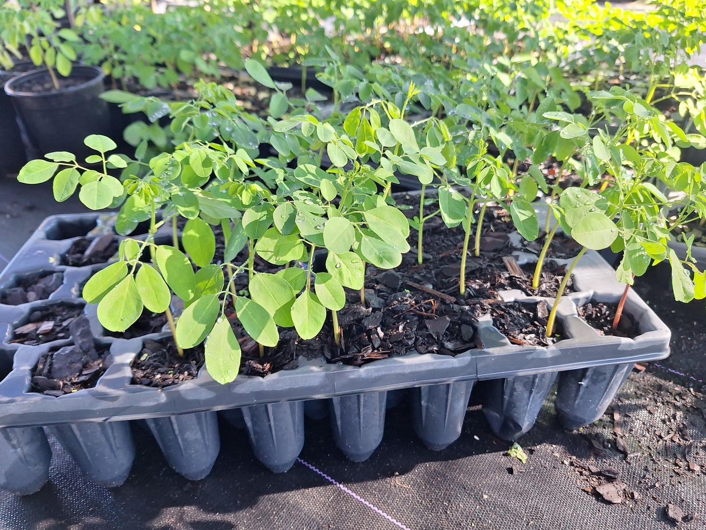 Moringa Tree Seedlings 3x plants NO ca,tx,la,az,ak,hi