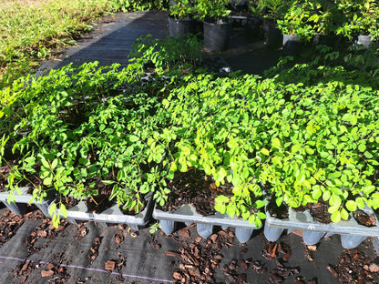 Moringa Tree Seedlings 3x plants NO ca,tx,la,az,ak,hi