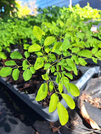 Moringa Tree Seedlings 3x plants NO ca,tx,la,az,ak,hi