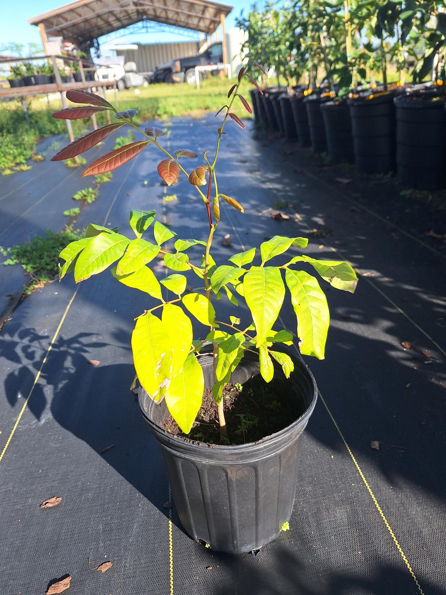 Longan Fruit Tree (Seedling) NO ca,tx,la,az,ak,hi