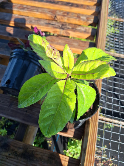 Longevity Spinach  (Gynura procumbens) NO ca,tx,la,az,ak,hi