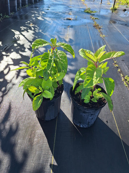 Longevity Spinach  (Gynura procumbens) NO ca,tx,la,az,ak,hi