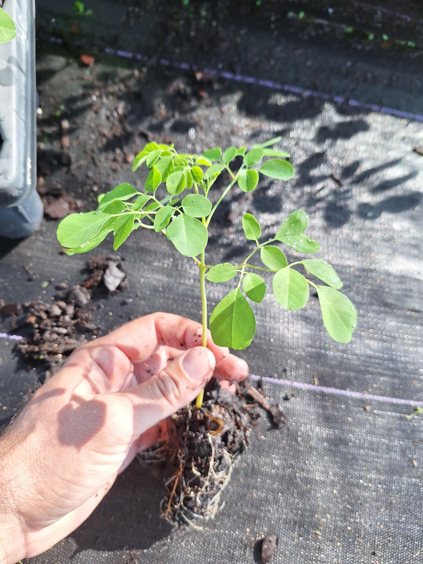 Moringa Tree Seedlings 3x plants NO ca,tx,la,az,ak,hi