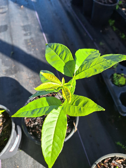 White Sapote fruit tree NO ca,tx,la,az,ak,hi