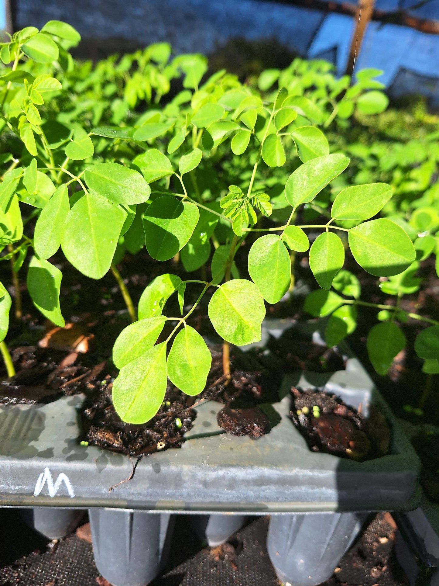 Moringa Tree Seedlings 3x plants NO ca,tx,la,az,ak,hi