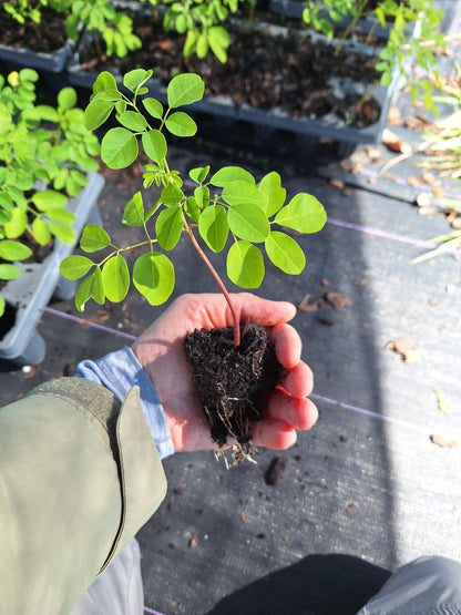 Moringa Tree Seedlings 3x plants NO ca,tx,la,az,ak,hi